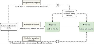 Lipids, lipid-lowering drugs and lateral epicondylitis of the humerus: a drug-targeted Mendelian randomization study